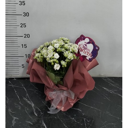 Saksı da süslü kalanchoe çiçeği